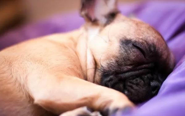 飼養老年犬需要注意哪些問題