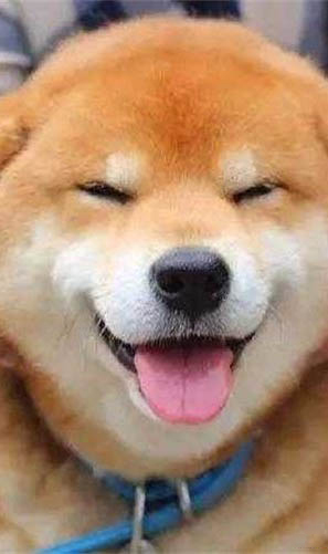 柴犬一般多少錢一只