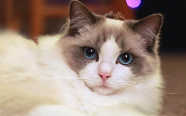 小貓能不能喝牛奶？