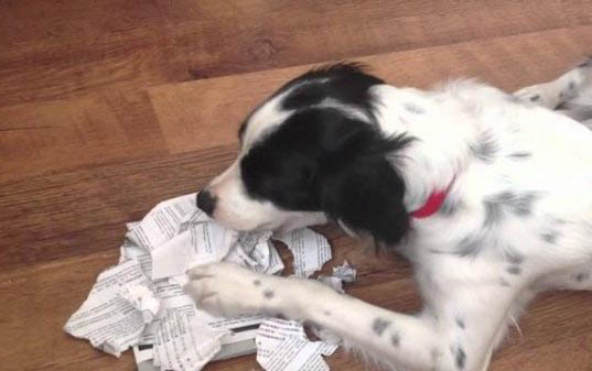 狗狗攜帶狂犬病毒能活多久？