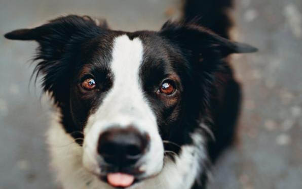邊境牧羊犬多動癥