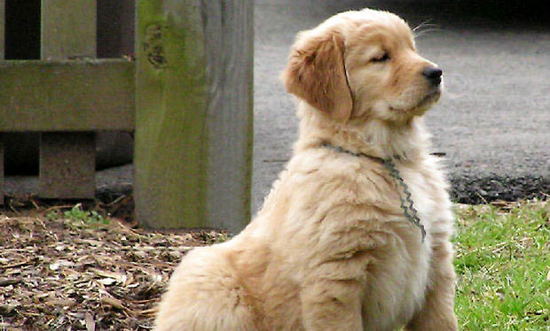 金毛犬的壽命是多少年
