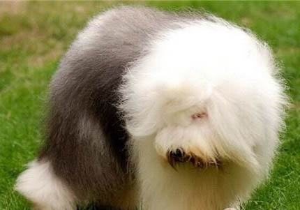 英國古代牧羊犬皮膚病怎么治療用什么藥