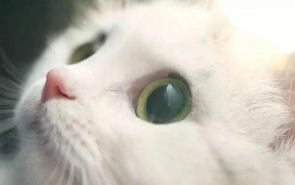 貓咪正常吐和貓瘟吐的區別