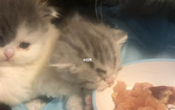小奶貓不吃不喝一直叫