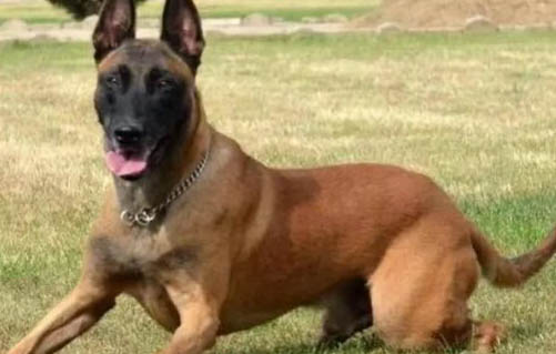造成馬犬體味大的主要原因