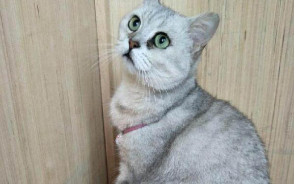 小貓要吃化毛膏嗎