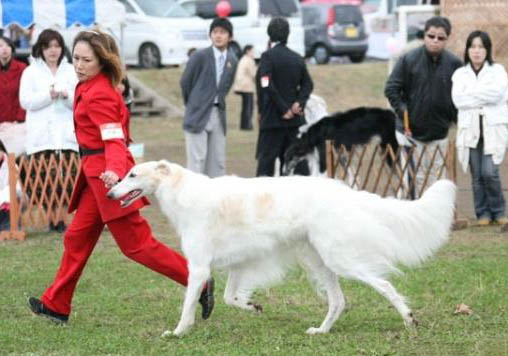 蘇俄獵狼犬的壽命一般是多久
