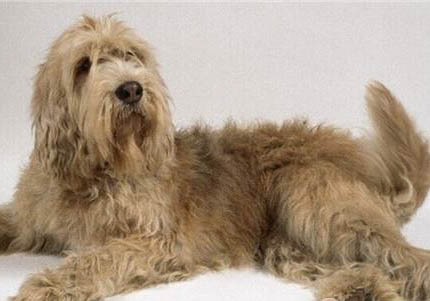阿富汗獵犬又吐又拉稀