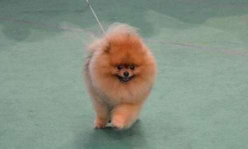 買博美犬怎么挑選