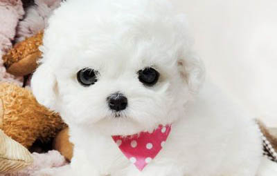 高加索犬吃多了拉稀怎么辦
