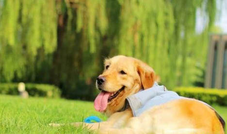 公狗鹿犬只認一個主人可以嗎