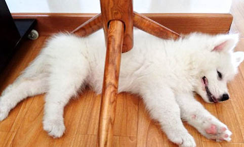 棉花面紗犬哪里有賣
