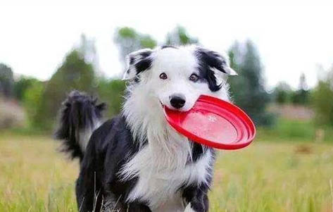 德國(guó)牧羊犬哪里有賣(mài)