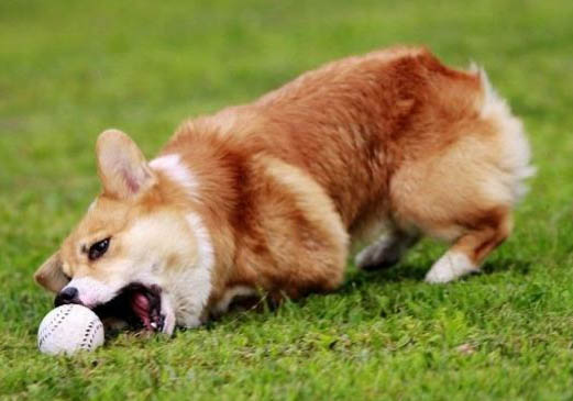 柯基犬拉稀帶血是什么原因