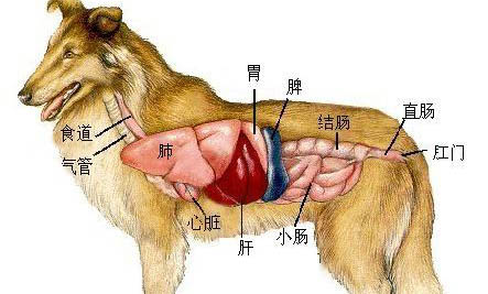 狗狗牙結石有哪些危害