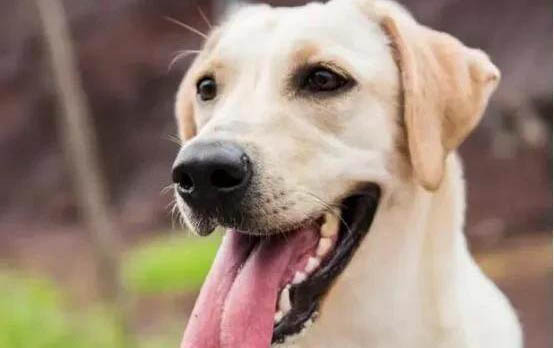 犬瘟細小能治好嗎