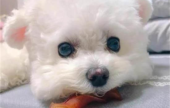 比熊幼犬如何預防狗瘟