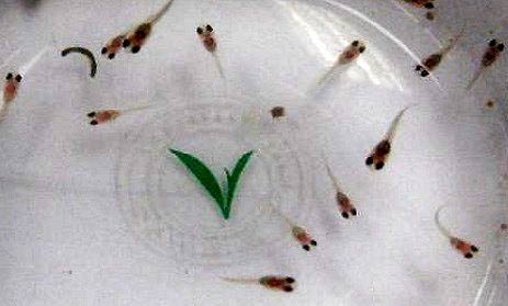 用小魚缸養魚不供氧可以嗎
