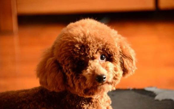 有哪些狗狗作為導盲犬
