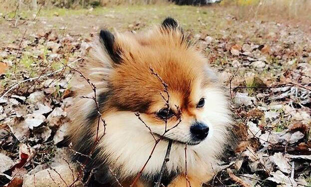 狗感冒咳嗽不想吃東西怎么辦