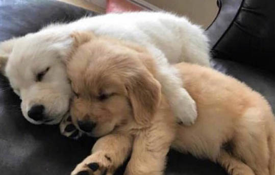 狗狗犬瘟抽搐還有救嗎