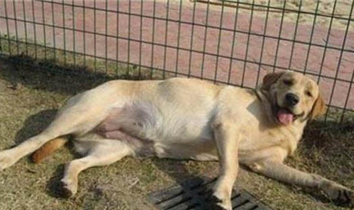 母犬下崽前多久下奶