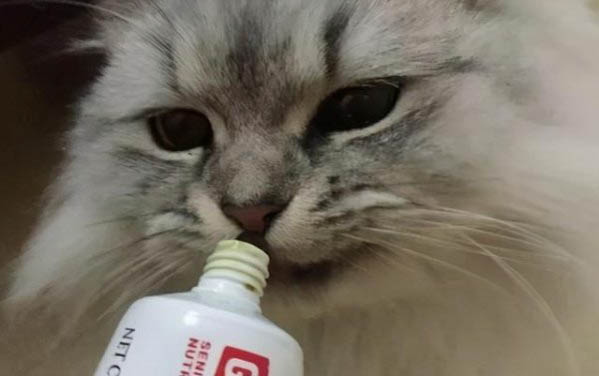 為啥貓用開塞露會上癮