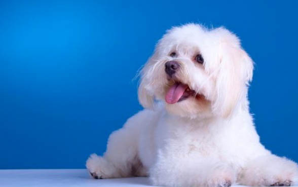 狗狗得狂犬病有哪些癥狀