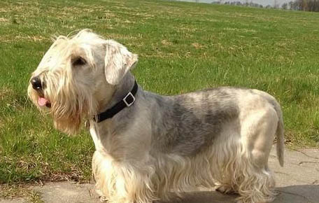 適合家養(yǎng)的狗小型犬