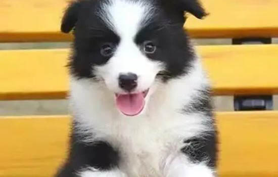 英國古代牧羊犬半夜突然叫是什么原因