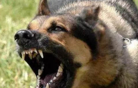 狗狗得了犬瘟多久才能治愈