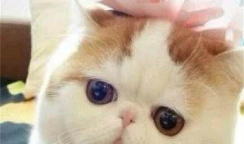 加菲貓除了吃貓糧還可以吃什么