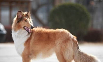 純種蘇格蘭牧羊犬價格