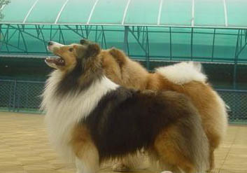 英國古代牧羊犬老掉毛是什么原因