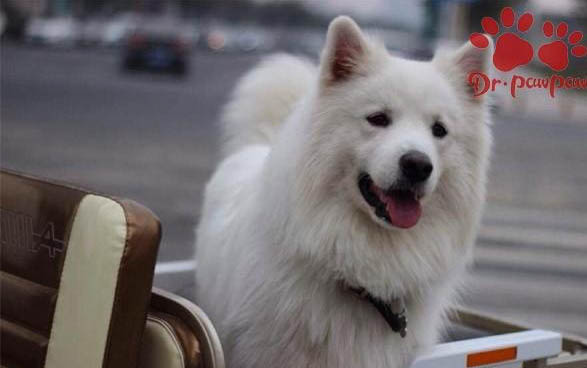 狗狗腫瘤能活多久