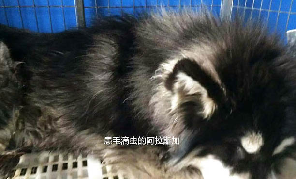 狗狗得細小之后還會得嗎