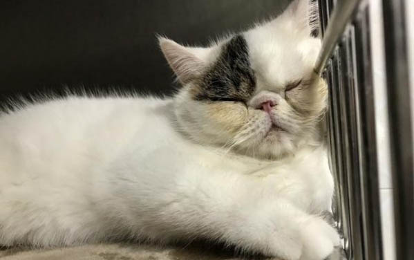 貓晚上不睡覺折騰人怎么辦