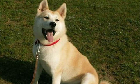 秋田犬為什么要被禁養