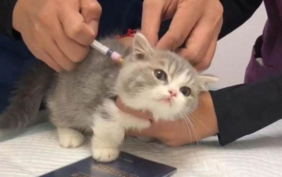 蒙貝寵物酸奶多大的貓可以吃