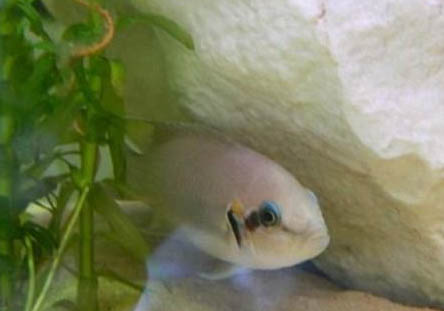 錦鯉魚(yú)身上長(zhǎng)白點(diǎn)怎么治療啊?