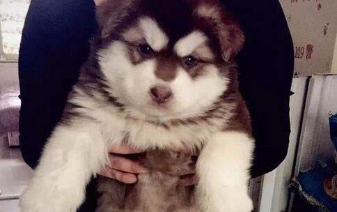 犬舍阿拉斯加多少錢