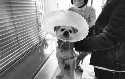 狗狗腳受傷了怎么處理傷口