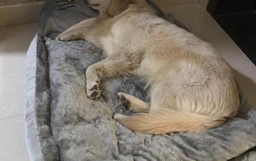 蛋黃狗狗可以吃嗎