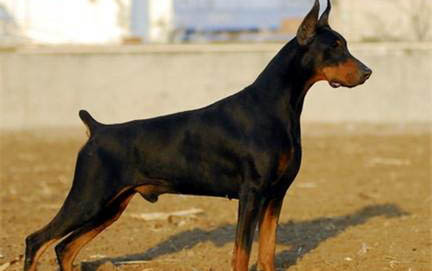 杜高犬骨折癥狀有哪些