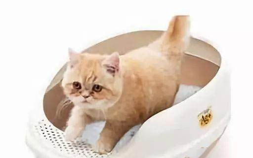 貓咪輕微感冒能自愈嗎