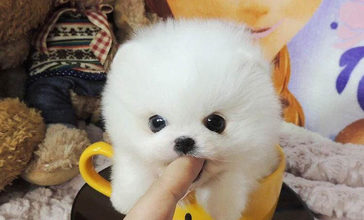 哪里有賣茶杯犬的什么價錢