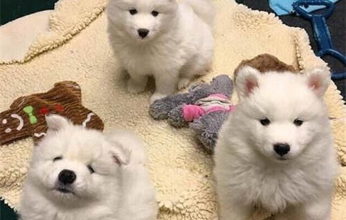狗可以吃葡萄皮嗎