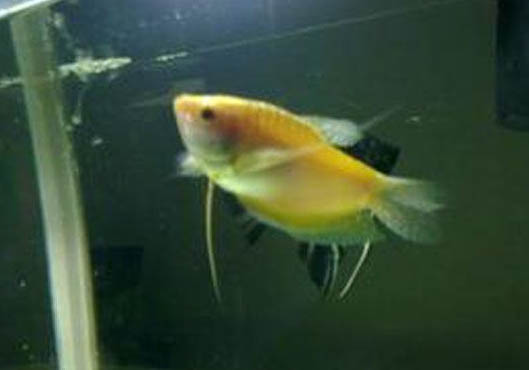 釣魚長竿怎么拋竿