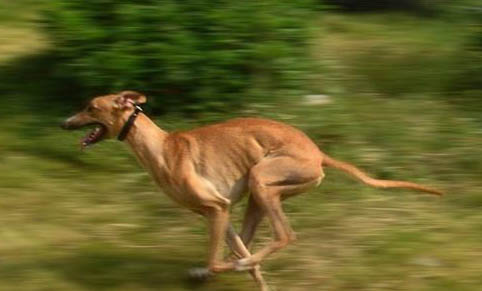 黑色靈緹犬多少錢一只